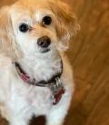 A cute dog looking up to their owner