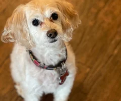 A cute dog looking up to their owner