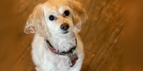 A cute dog looking up to their owner