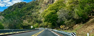 scenic road in mexico filled with trees